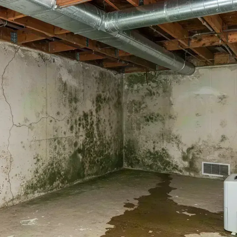 Professional Mold Removal in Cape Girardeau County, MO